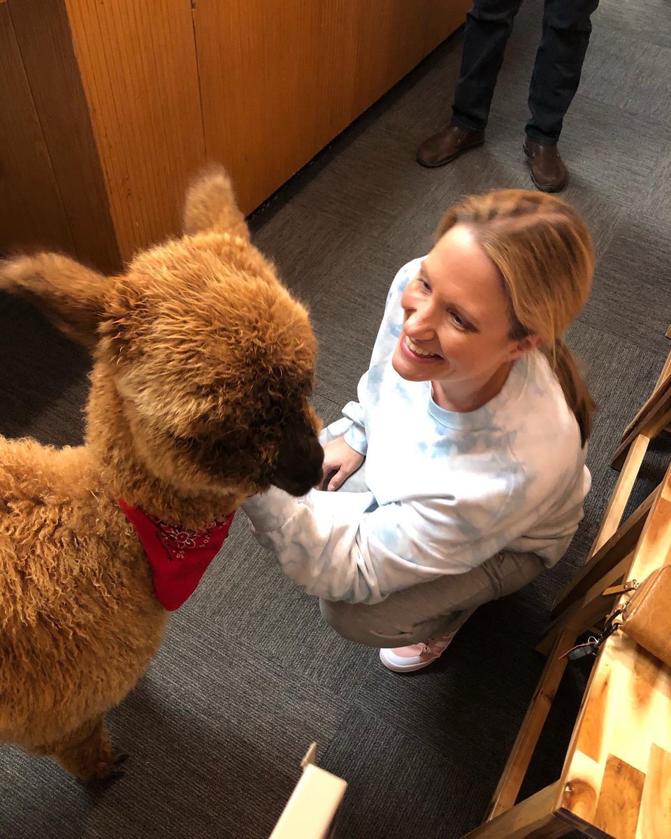 mikewheless's tweet photo. Good day with #PumpkintheAlpaca! #alpacatuesday #twosday #alpaca #radiolife #hashtagpolice https://t.co/QIyP8UM6FN