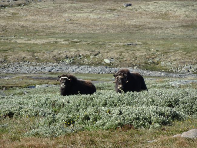 Herbivory Network (@herbivoryn) on Twitter photo New paper from DISENTANGLE project at Norwegian University of Science & Technology uses growth rings to demonstrate limited evidence for ungulates’ potential to suppress shrubs across the Arctic <a href="/IOPscience/">IOPscience</a> herbivory.lbhi.is/2022/02/12/gro… and more here ntnu.no/museum/disenta… New paper from DISENTANGLE project at Norwegian University of Science & Technology uses growth rings to demonstrate limited evidence for ungulates’ potential to suppress shrubs across the Arctic <a href="/IOPscience/">IOPscience</a> herbivory.lbhi.is/2022/02/12/gro… and more here ntnu.no/museum/disenta…