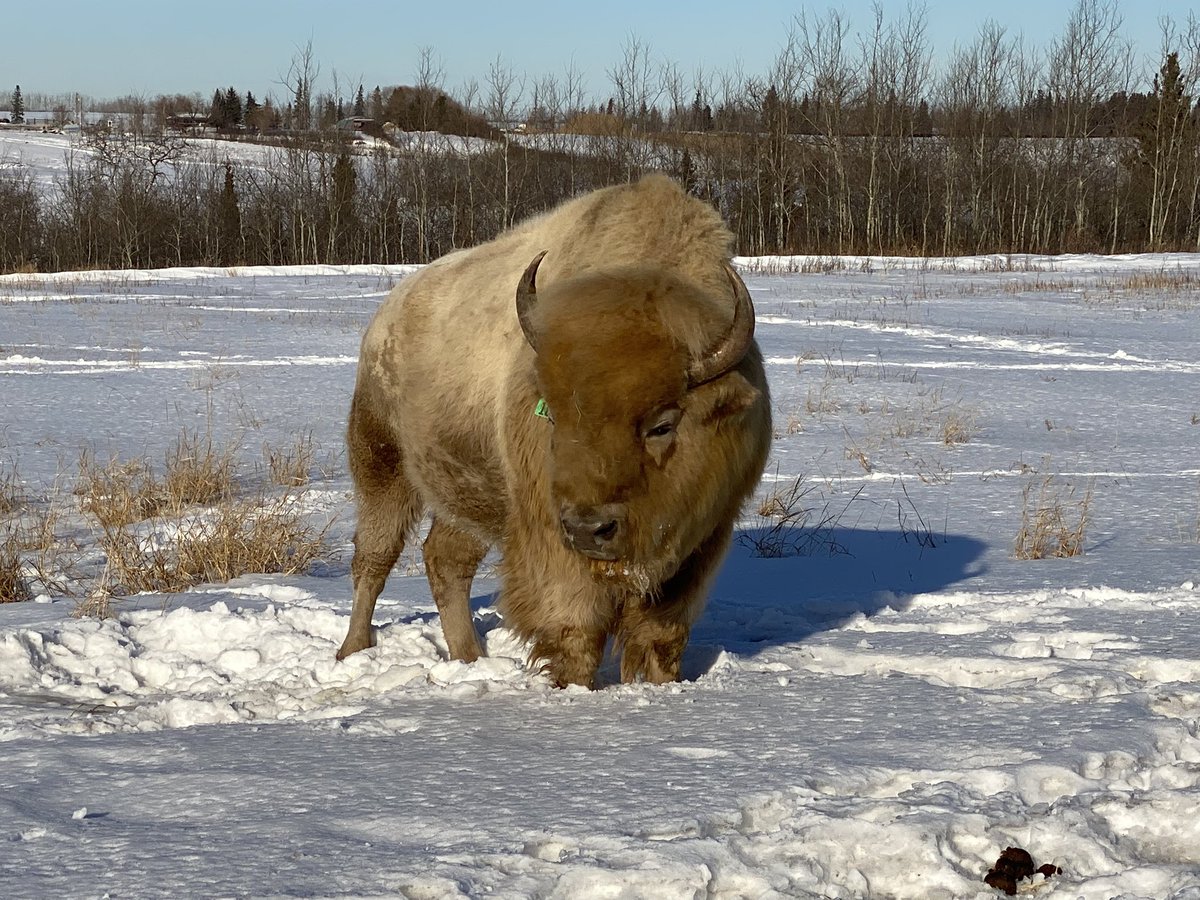 WWTravelMag's tweet photo. Happy 2-22-22! Really rare, just like a white bison!
.
.
#bison #whitebison #metiscrossing #wildlife #wildlifephotography #nature @metiscrossing https://t.co/VdUxXlE0nF