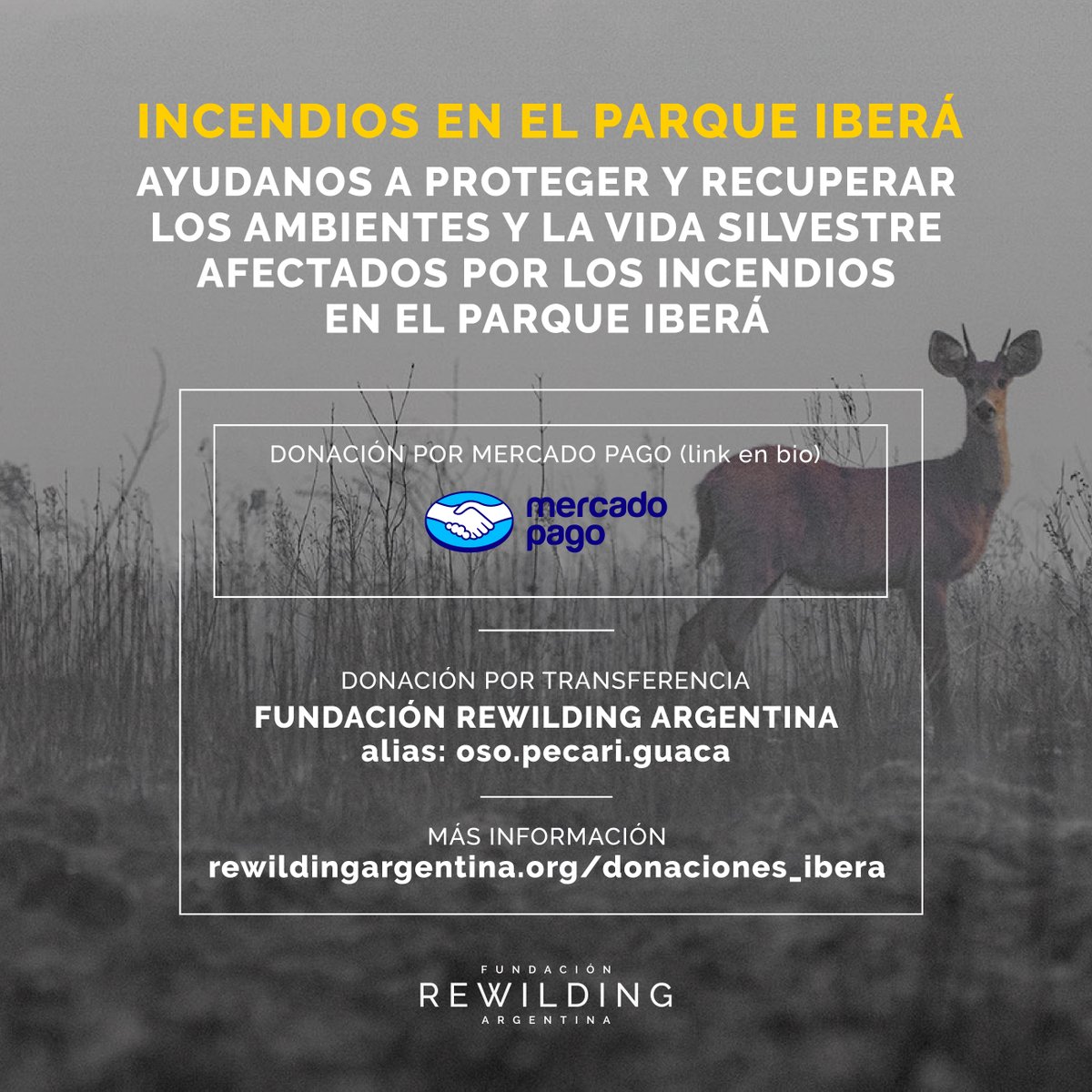 Ayudanos a proteger y restaurar la vida silvestre afectada por los incendios en el Parque Iberá.

· Desde el botón Donar de Mercado Pago:
mpago.li/1HGcv8U
· Mediante transferencia al alias: oso.pecari.guaca
· Más info: bit.ly/3ByjzqG 

Gracias por tu ayuda.