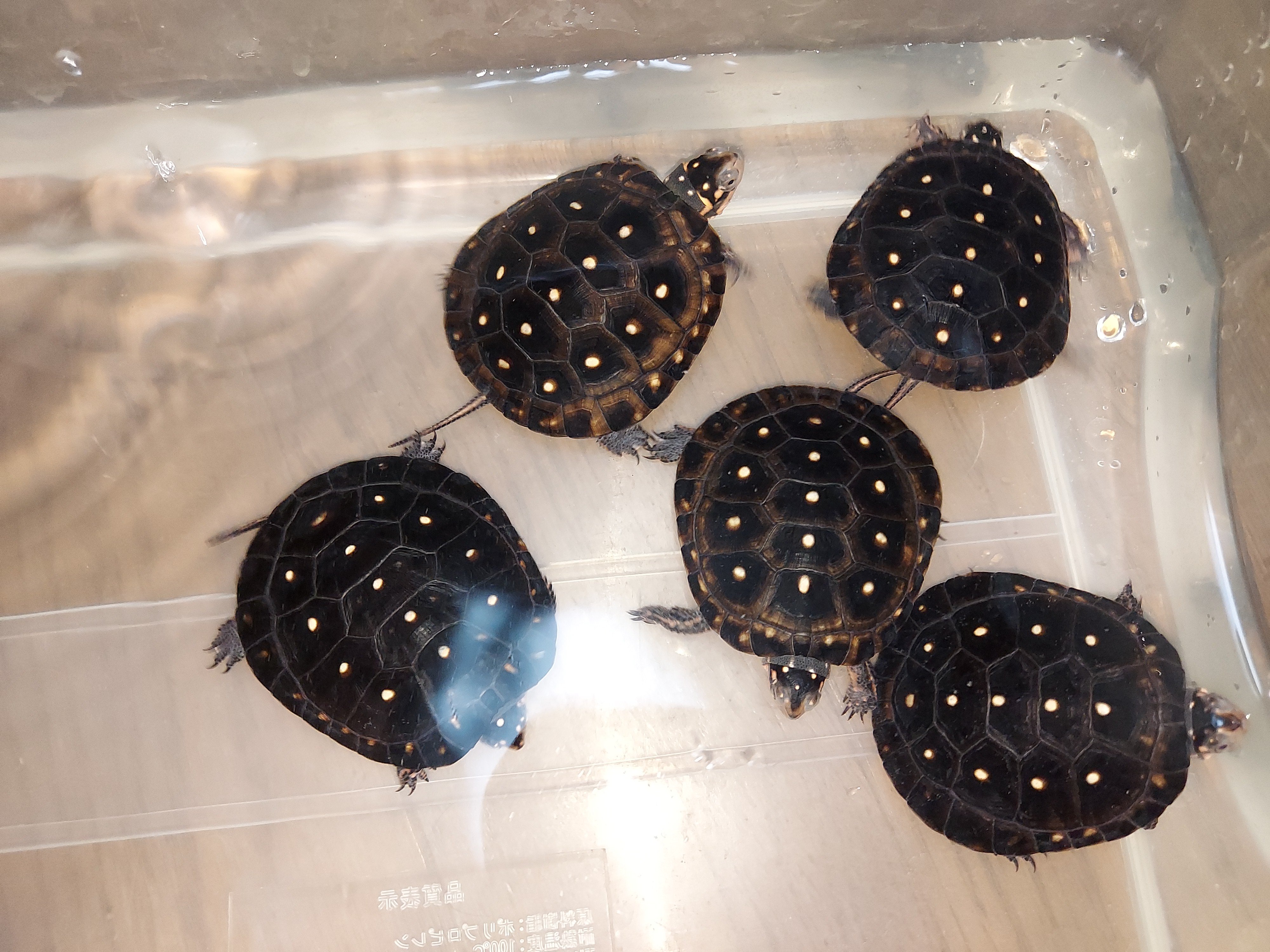 Peekaboo キボシイシガメ21cb入荷しました 尾切れもなく綺麗に育った安心サイズ 甲の下地にうっすらとスポットが見えてる子もいるので綺麗になりそうです お問い合わせ下さい T Co Ntwwjaj1bf Twitter