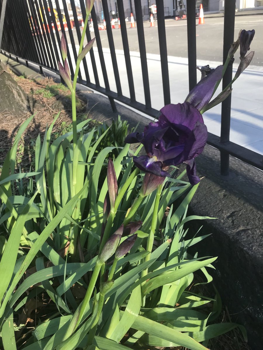 It’s been a strange start to the year in the church garden. Surely the irises aren’t usually out this early,,,