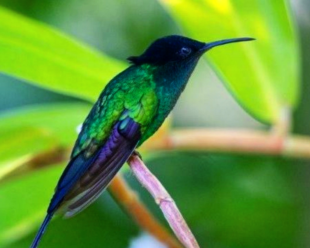 Naturalistja's tweet photo. The endemic black-billed streamertail... or is it?
Could it be the the female endemic red-billed streamertail, which sometimes presents similarly to the black-billed, but shows some red on the lower mandible?
Which is it?
π· Tom Davis
#streamertail #blackbilledstreamertail https://t.co/CeJQmLcgdD