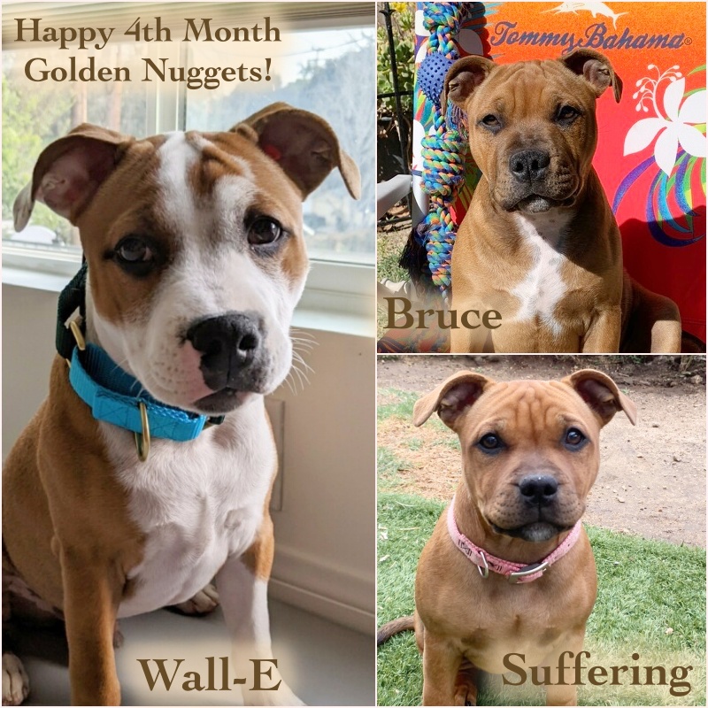 MyStaffords's tweet photo. ๐พ๐๐พ๐๐พ๐
#staffordshirebullterrier #housejudael #ejedpups
#16weeksold https://t.co/Uqf3sO1ApG