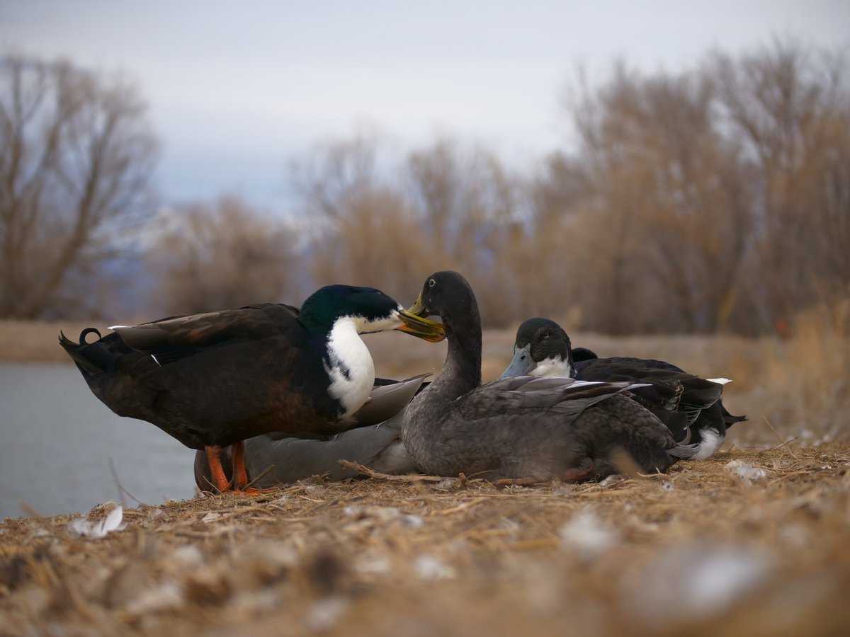 DuckFoodBot's tweet photo. feed ducks using twitter RT and this bot drops food onto the pond at https://t.co/pTJuXhq0o4 https://t.co/U26XyqNNwK