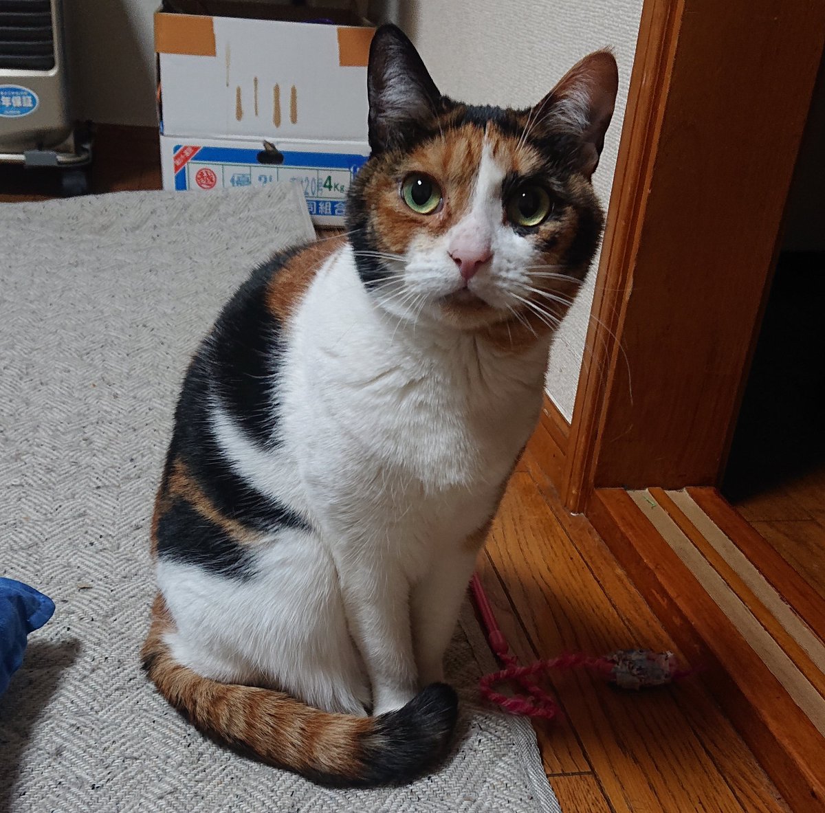 8mikitty8's tweet photo. 下僕   「猫の日終わったね」
みやび「は？毎日猫の日でしょ」
下僕   「は、はいっ！」 https://t.co/ZQ1GjcADri