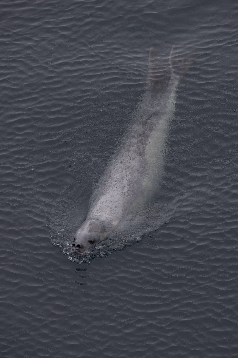 suefloodphotos's tweet photo. An inquisitive Crabeater Seal, viewed from the deck of PONANT exploration vessel Le Commandant Charcot en route to the Ross Sea, Antarctica. #Ponant #LeCommandantCharcot #beyondexploration https://t.co/862hjK1B9l