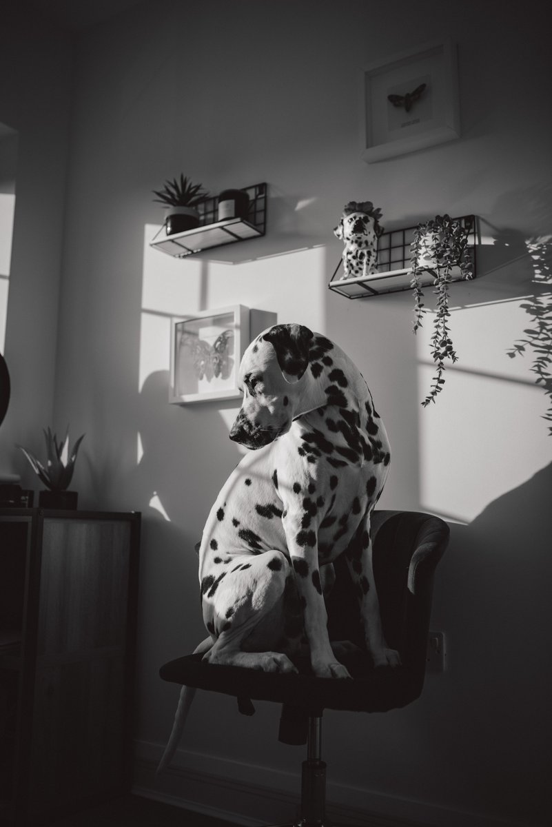Life is not always Black and white, #dalmatian #nikond810 #dogphotography