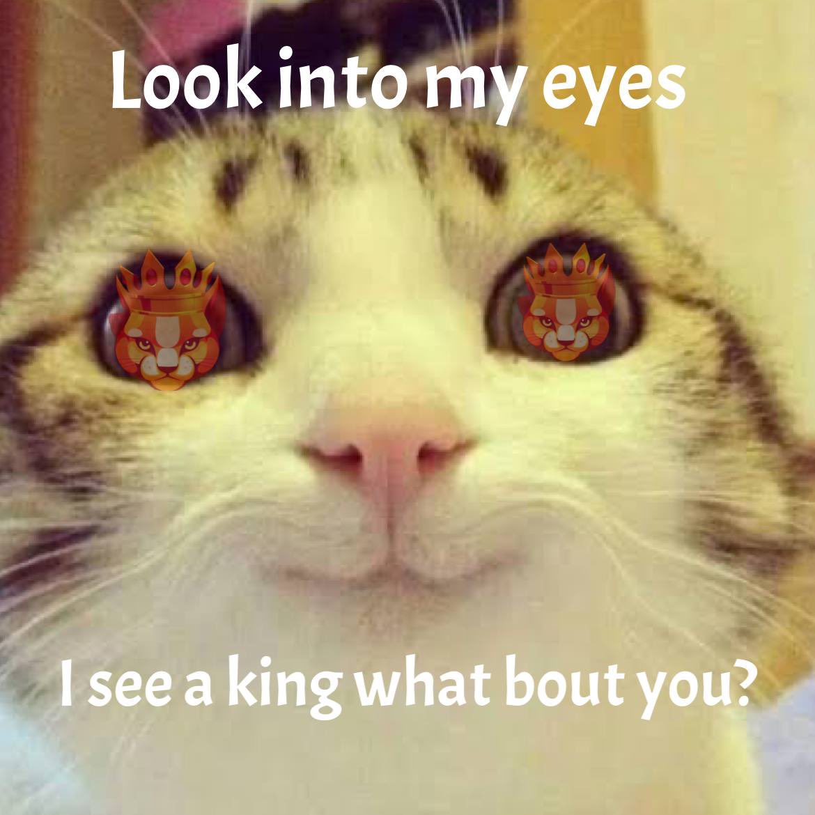 officialcatking's tweet photo. Hmmm 👀👀

#catking 
#catlovers 
#binance
#betterthandogecoon https://t.co/uzHUSHyPRM