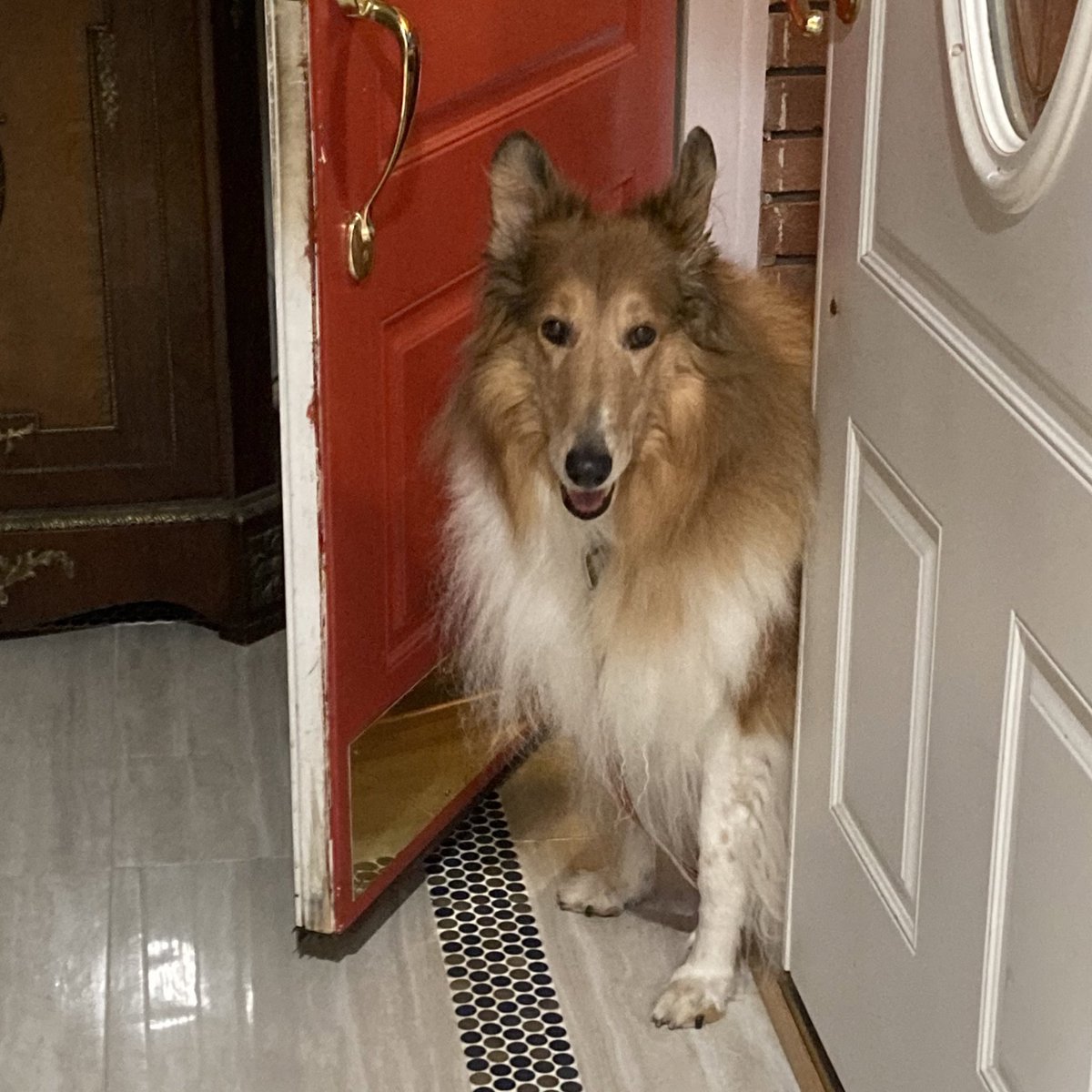 CollieCrusader's tweet photo. 🚪 Our dear friends have an #opendoorpolicy and I take advantage of it! 🏡
🚪🐶
#opendoor #redfrontdoor #collie #roughcollie https://t.co/uuMHgUxtJJ