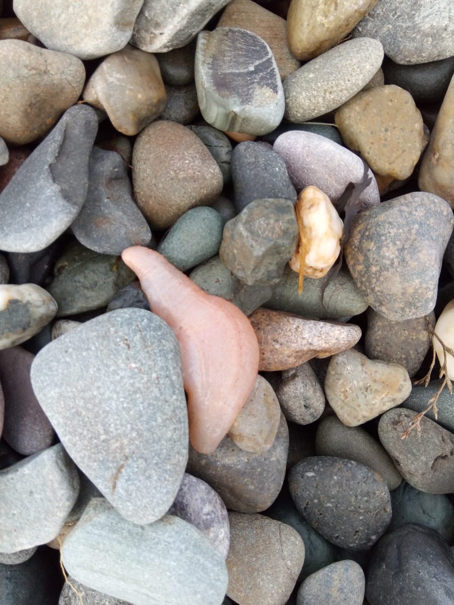 Jenny Collier tweet media