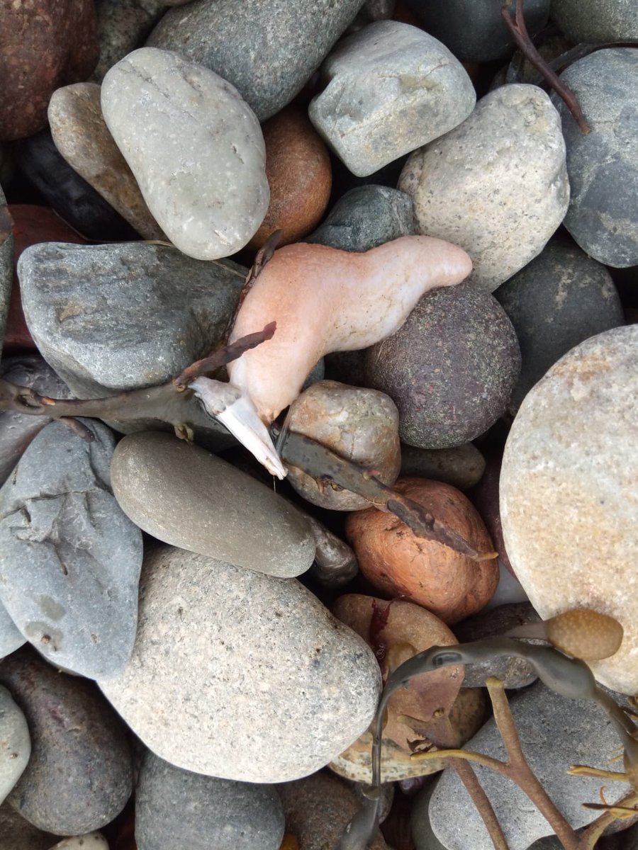 Jenny Collier tweet media