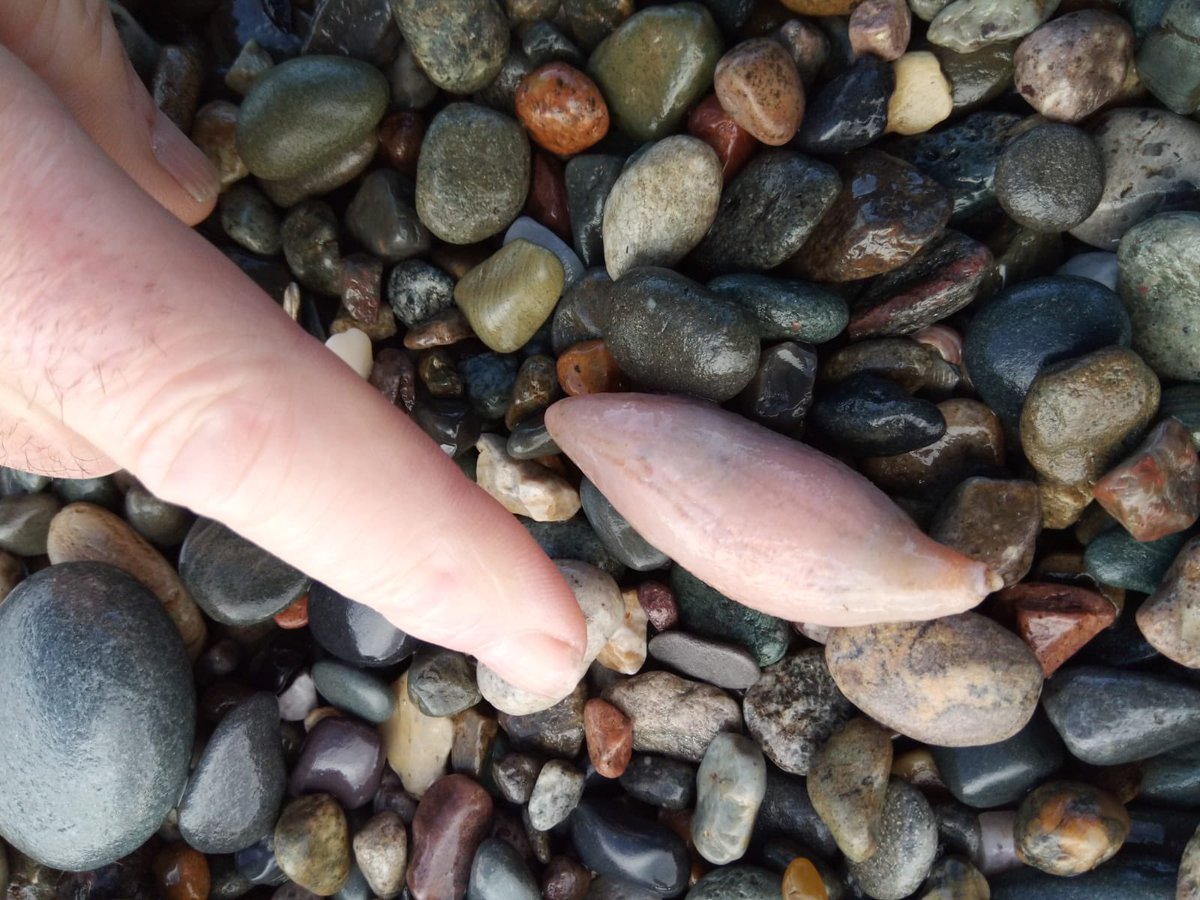 Jenny Collier tweet media