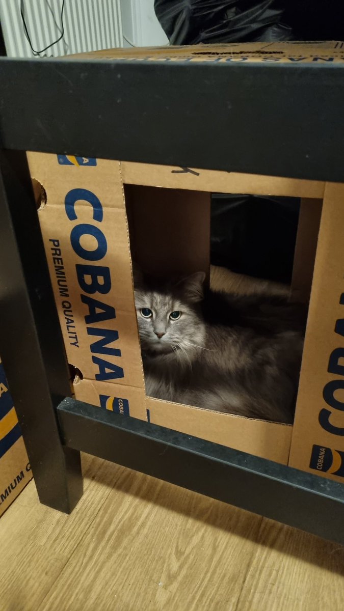 MewsForCats's tweet photo. Cat tip:
After hedgewatch, claim rando box. The hooms will goes aww n ooo n give treats after treats!
#cats #CatsOfTwitter #boxislife #Iceland https://t.co/0EdfNzwXMA