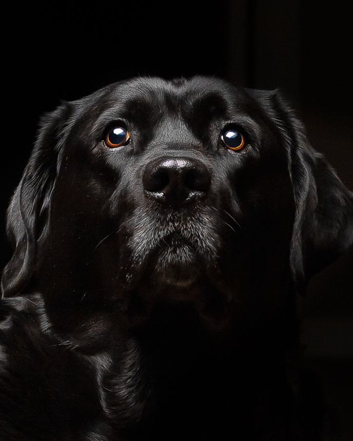 m1putt's tweet photo. Frend.  Dignified (but still a Lab) at 7 years old. #MissionFromDog https://t.co/j1Gczfcr7V