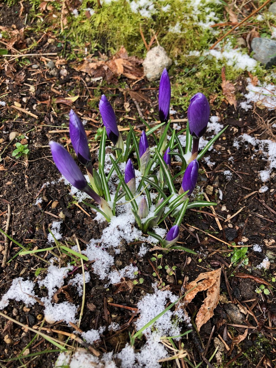 aliceboatwright's tweet image. Got a last lick of snow last night, running out into the dark in my pajamas. This morning, a frosting on the ground. It's cold! But the flowers don't seem too perturbed so far. #seattlesnow #snow #spring