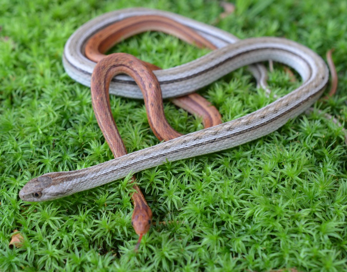 NatiFrog's tweet photo. 2️⃣ serpentes (da mesma espécie) para comemorar o dia 22.02.2022
#Twosday #TwoTwoTwentyTwo #twosdaytuesday https://t.co/lt0tFEV6q0