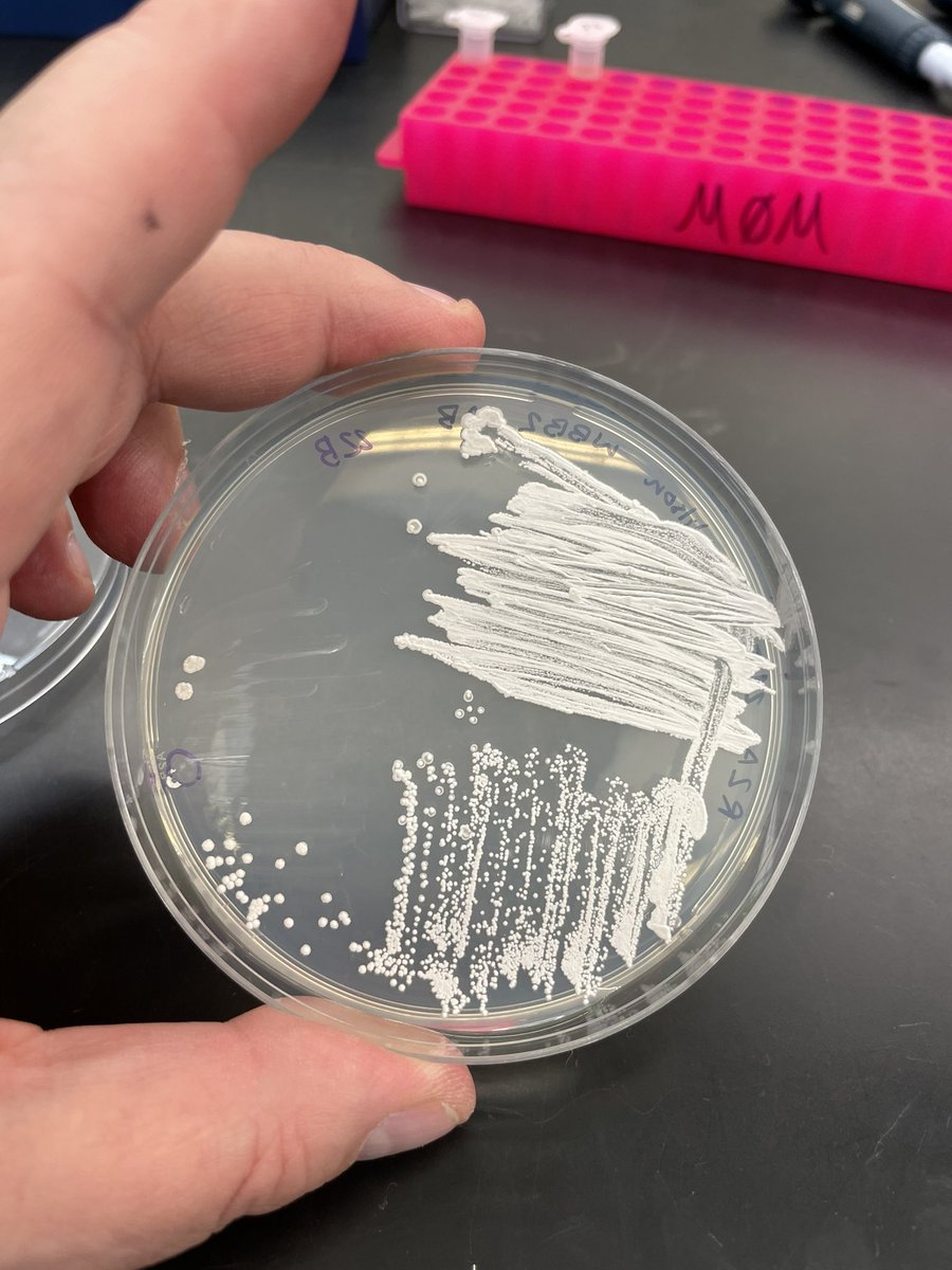 markowenmartin's tweet photo. Here is an example of a “water bottle buddy” from my #Bio111 #TeamMolecular class at @univpugetsound. What do YOU predict 16S rRNA sequence will reveal? @ASMicrobiology https://t.co/AflsFPfMz0