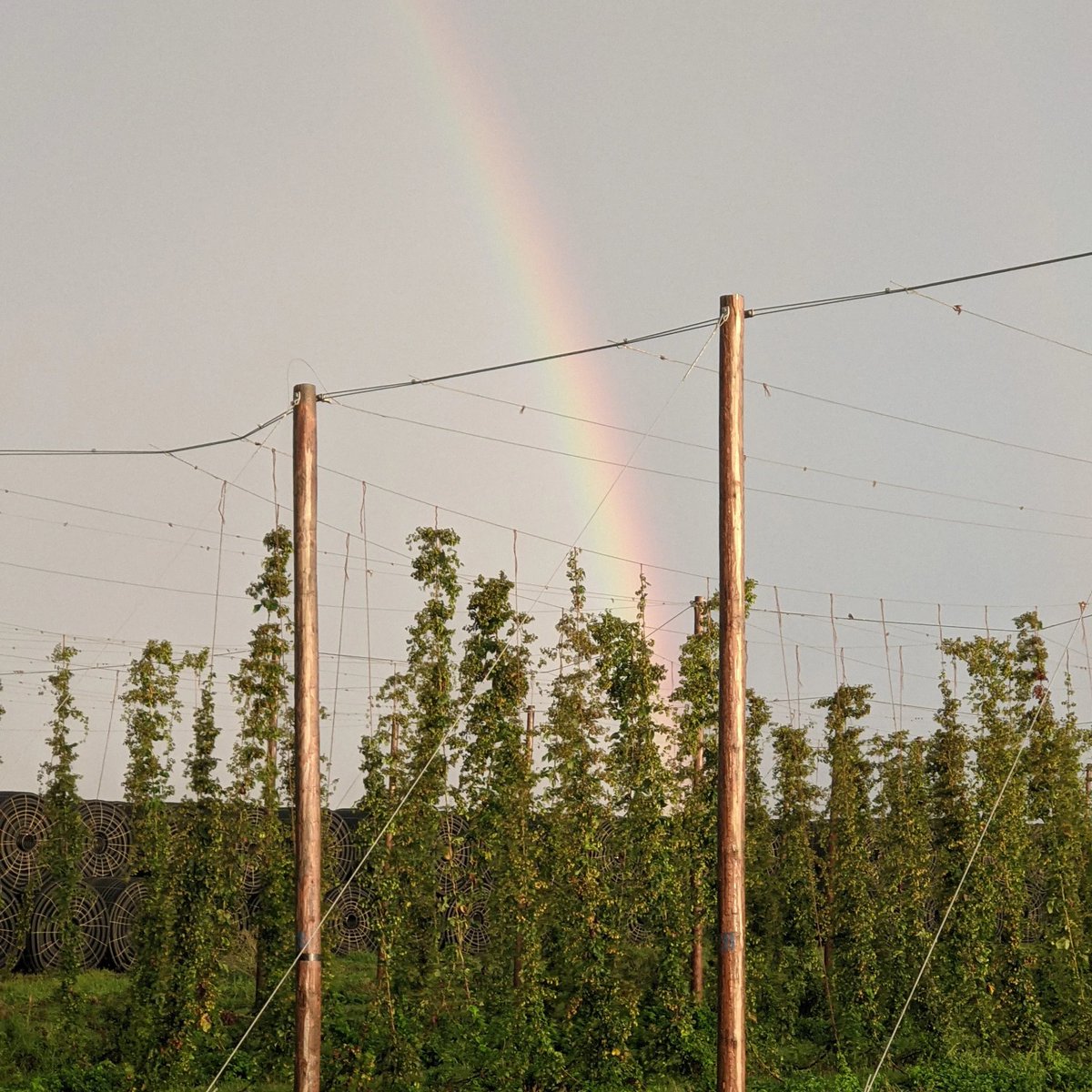 We're vocal about local. Let's hear your voice, what local ingredients is your brewery using? #vocalaboutlocal