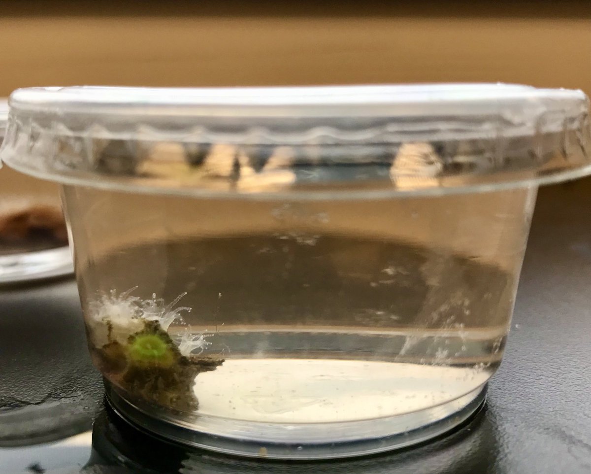 Roberson_Lo's tweet photo. Day 2 in the coral course ⁦@MBLScience⁩ green with envy or fluorescein dye? Microinjecting corals to learn useful techniques and trace connectivity between polyps. Images to follow ⬇️. https://t.co/sRFcR48I82