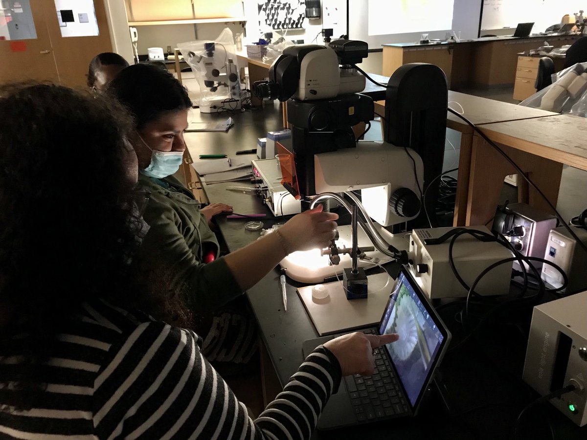 Roberson_Lo's tweet photo. Day 2 in the coral course ⁦@MBLScience⁩ green with envy or fluorescein dye? Microinjecting corals to learn useful techniques and trace connectivity between polyps. Images to follow ⬇️. https://t.co/sRFcR48I82
