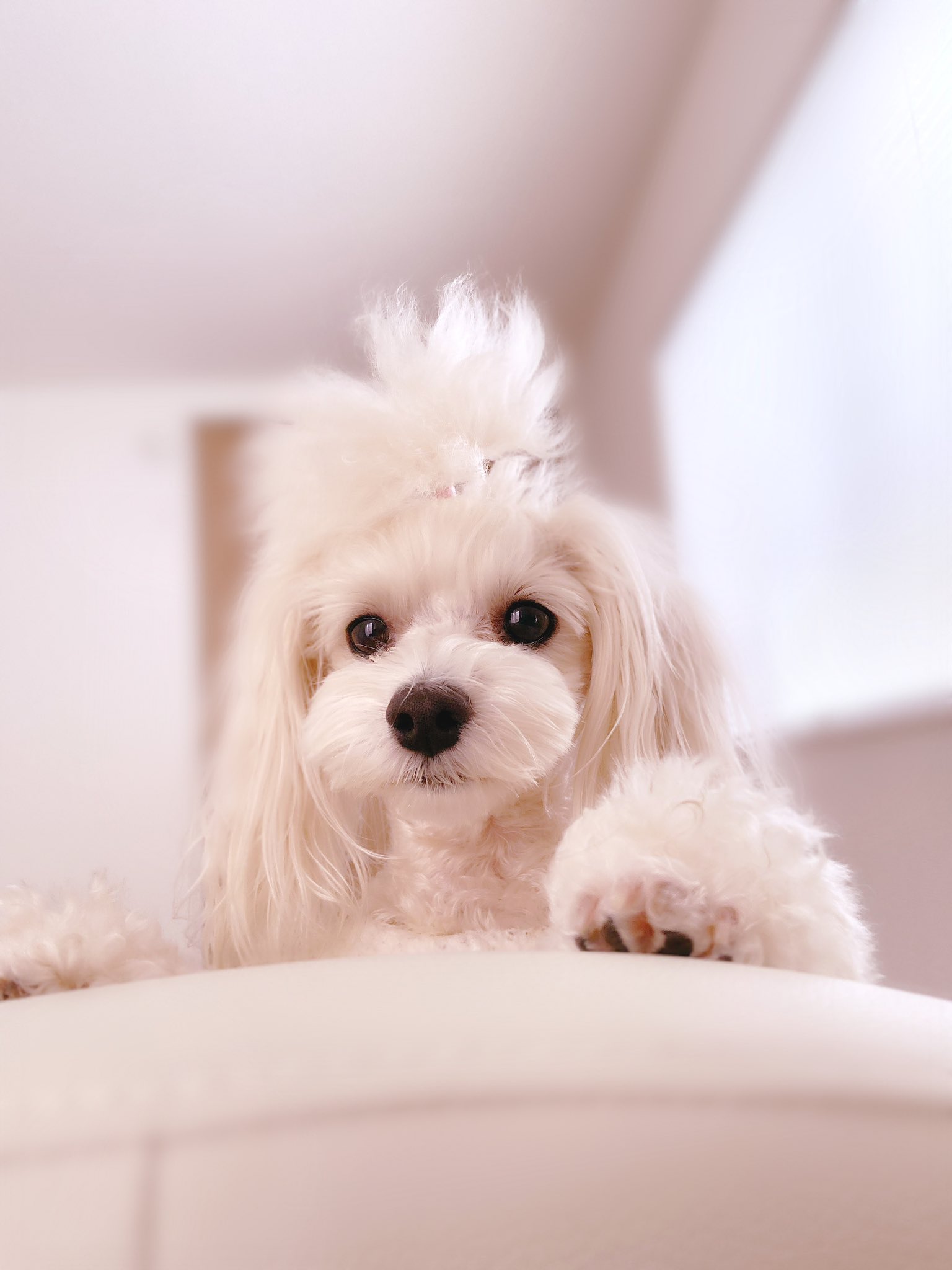 Xmaki Maryx Dog Day Every Day マルプー 犬のいる暮らし わんちゃん 犬 愛犬 白マルプー T Co Vgojgtnw Twitter