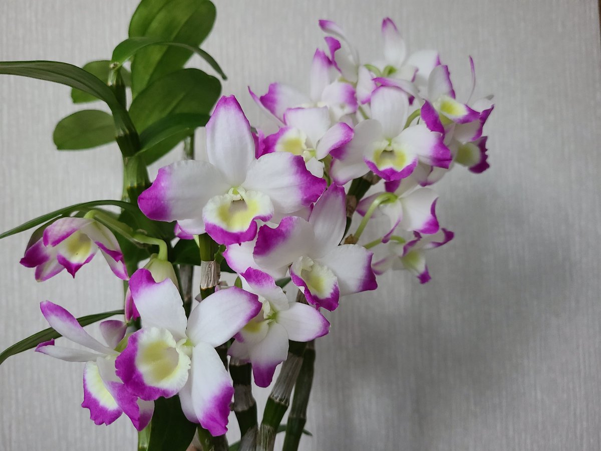 みぃ おはようございます デンドロビウム スプリングポエジー ピンクパンサー 花 花写真 花写っと はなまっぷ ガーデニング T Co Nkfflide5z Twitter みぃ おはようございます デンドロビウム スプリングポエジー ピンクパンサー 花 花写真 花写っと はなまっぷ ガーデニング T Co Nkfflide5z Twitter