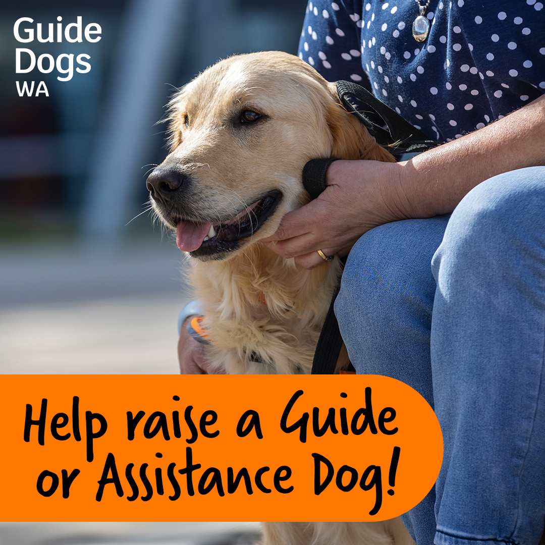 Have you ever considered becoming a Bed and Breakfast (B&amp;B) Boarder?

The B&amp;B Boarder is required to provide a loving home for a young adult dog while it's in formal training for a period of about 6-12 months.🏡

To get involved visit our website: 
guidedogswa.com.au/getinvolved/gu…