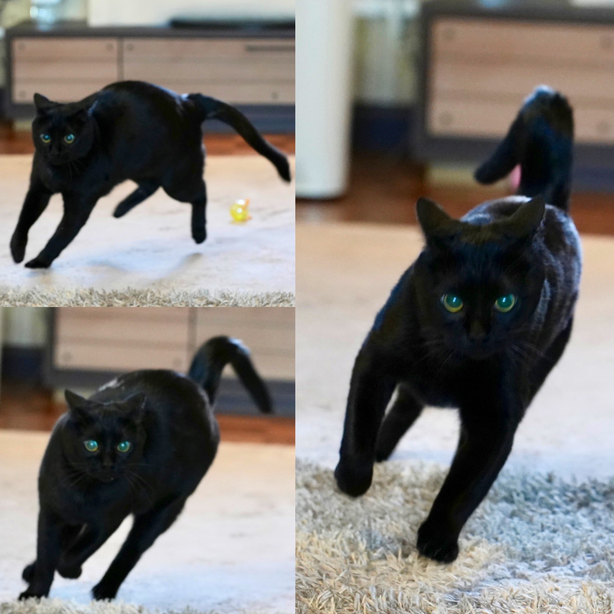 黒猫ライダー Kz Maw Twitter
