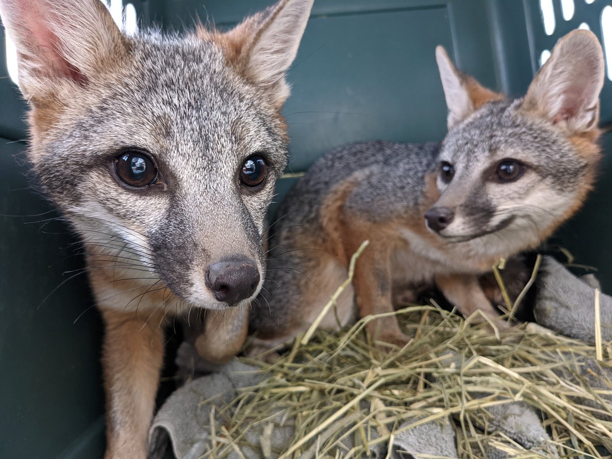 Wildlife Center of Silicon Valley tweet media
