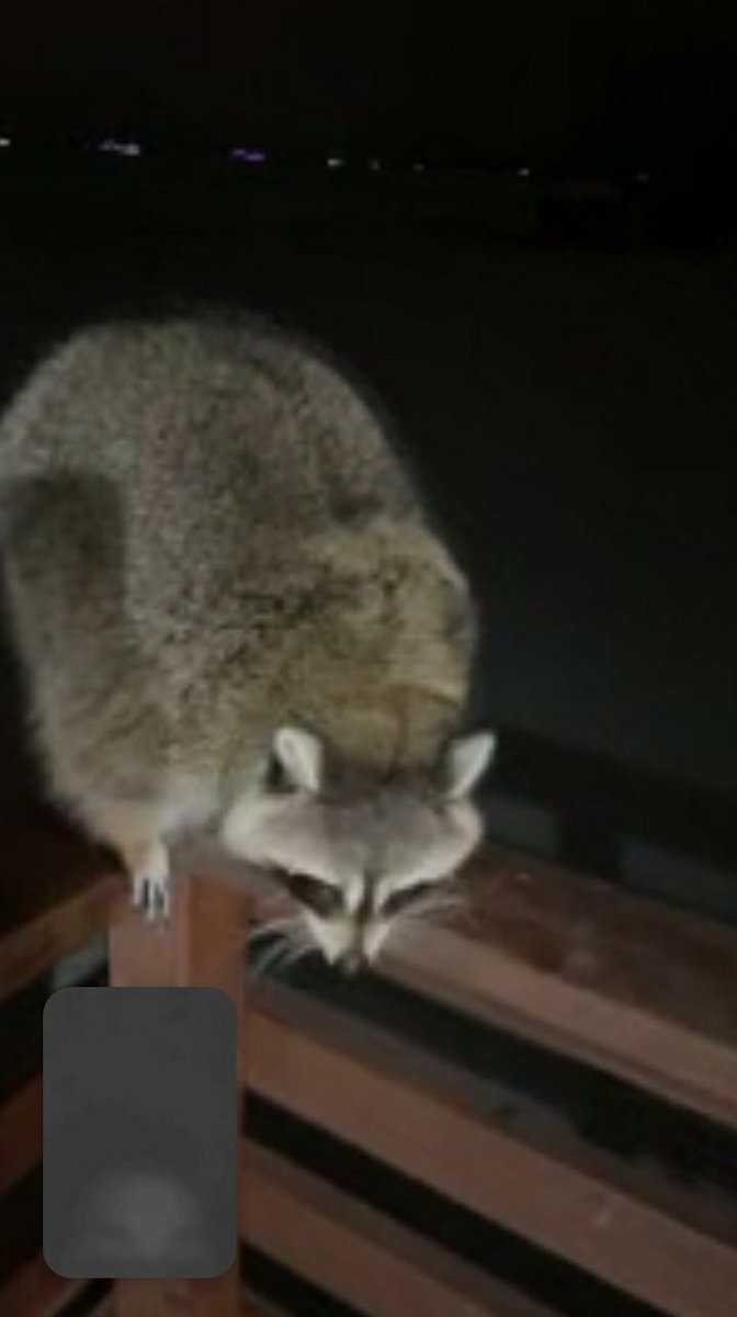 lacielange's tweet photo. Tales from the crip. 🤣 #meeko #Raccoon https://t.co/PoVB1y7d2i