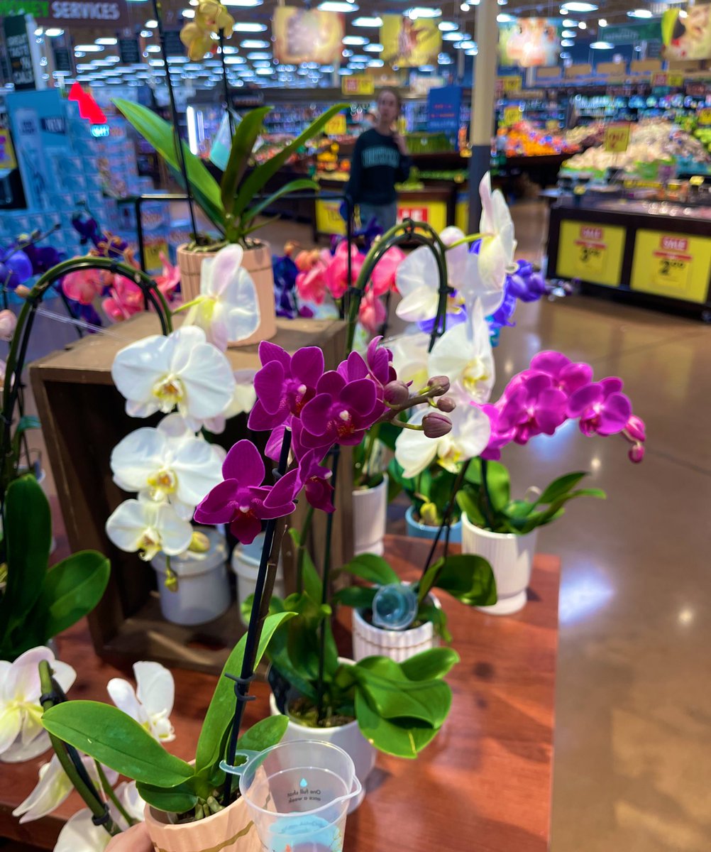 It’s a baby orchid :)