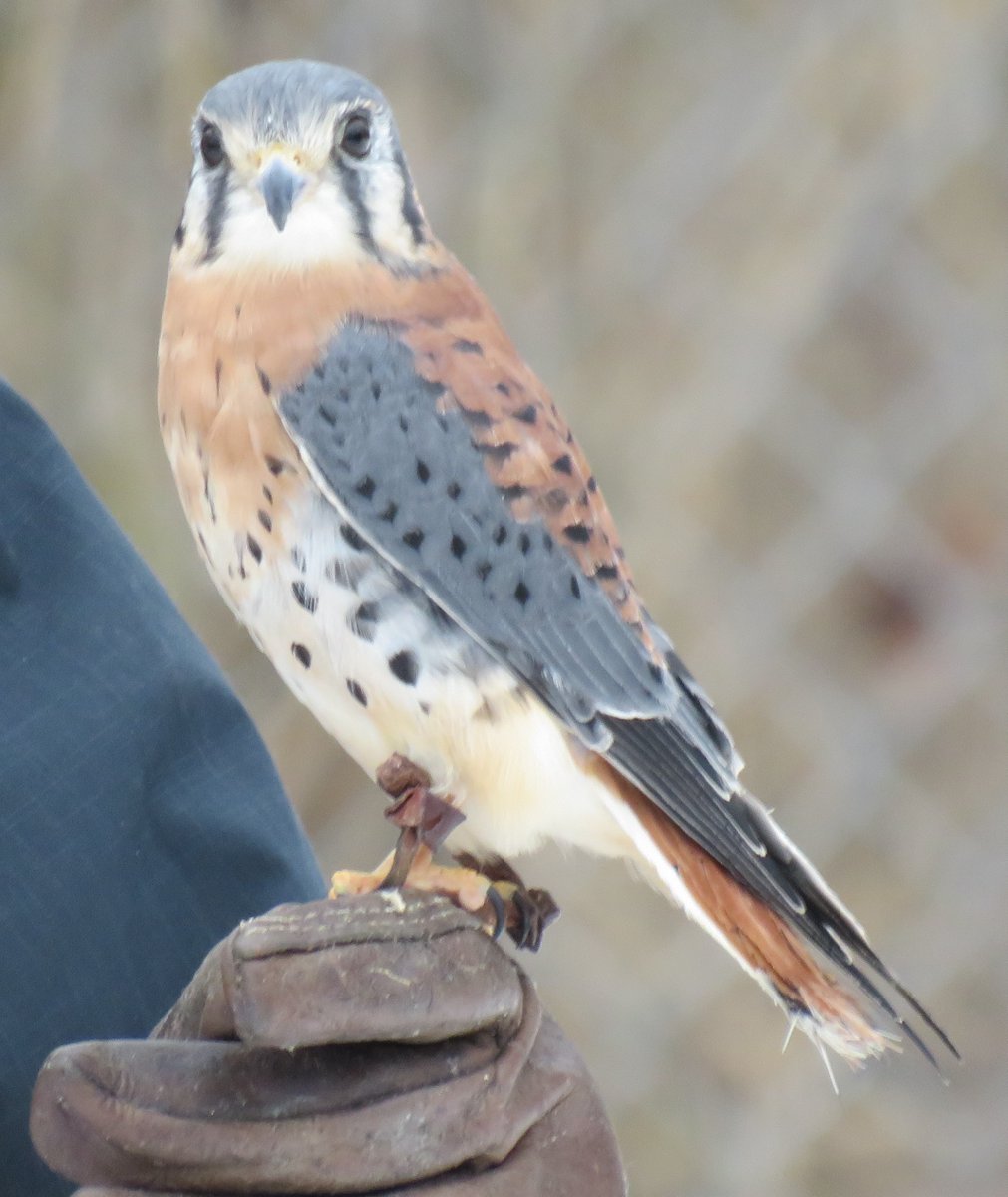 In Hardic, this bird is called 'Ged'.
#Earthsea
