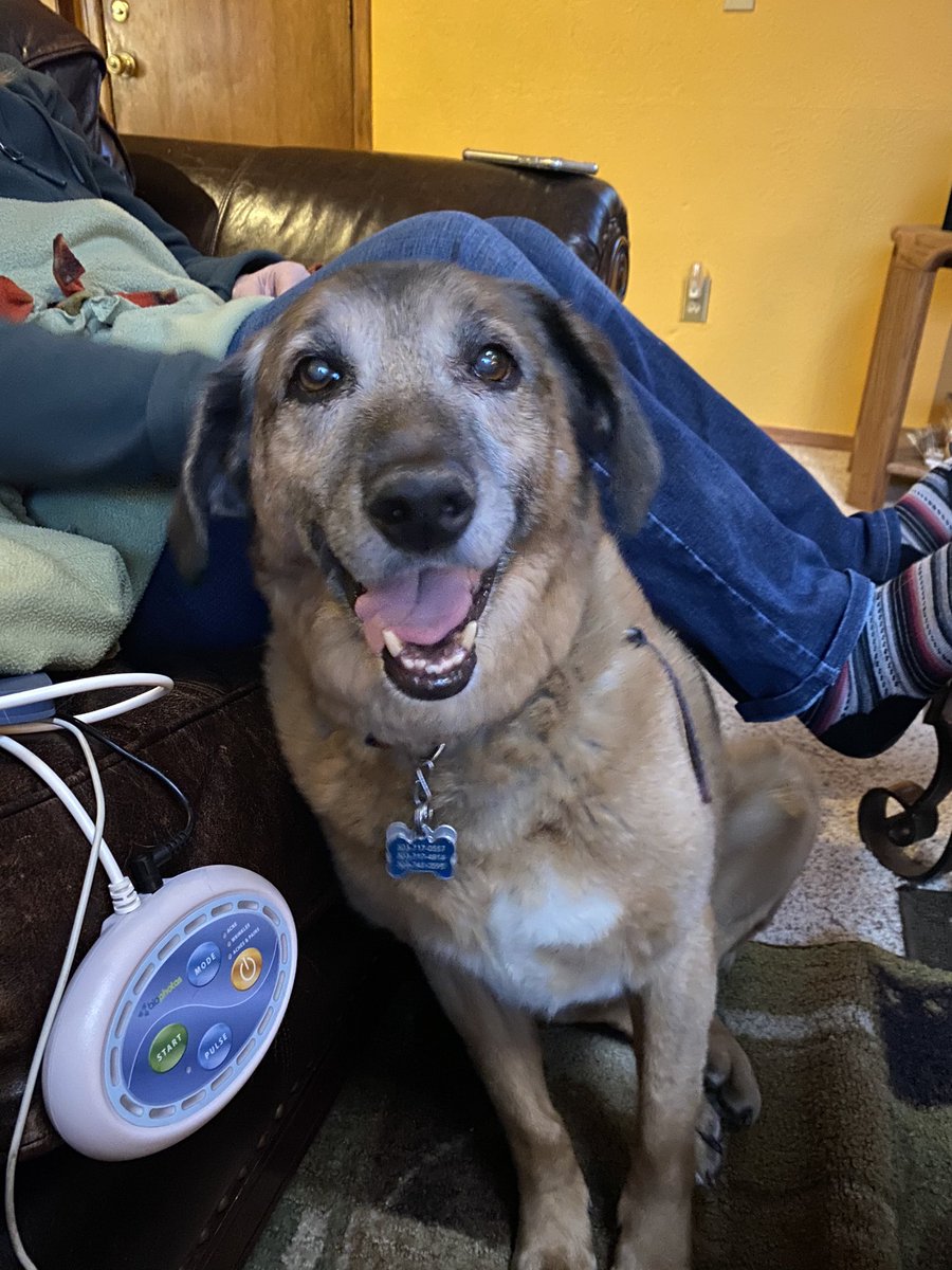 AstroTips_Donna's tweet photo. @peace1 What a loving act to adopt your sweet dog. Rescues really need us, they are the best! Adopted my Cooper boy at 7 mo, been together almost 14 yrs. He changed my life. I went in the store for cat food, came out with this sweet boy. https://t.co/jpzcxFifXP