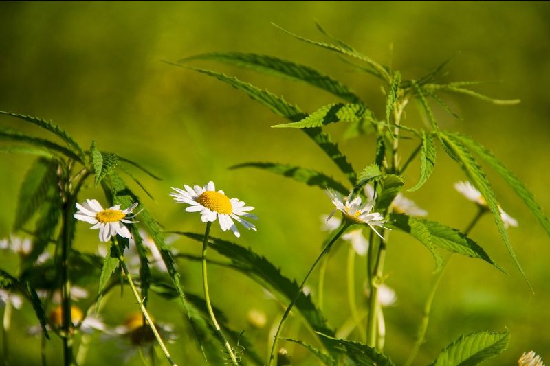 FlowerChildCBD's tweet photo. 🌼 FREE Blend 700 or 1400 tincture (limited time offer) - https://t.co/RO4a64KCa1 https://t.co/up4aYMCUbv