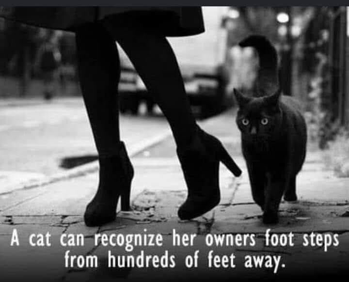 ThePhilosopurr's tweet photo. Yet still ignore you upon sight…
#Cats #RelatableCatTweets #BlackCatsRule #AdoptDontShop #RescuesRock https://t.co/gFULiF97DT