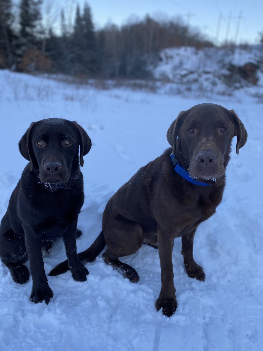 mitchjerome1's tweet photo. @GoldenKnights DJ &amp; Denali, watching your every move! https://t.co/0AanxkjWCn