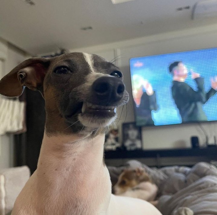 crypt0jaketh's tweet photo. O cachorrinho do irmão do jungkook sorrindo enquanto o BTS performa lá atrás é o puro meme. https://t.co/1KsL8Ezkwz