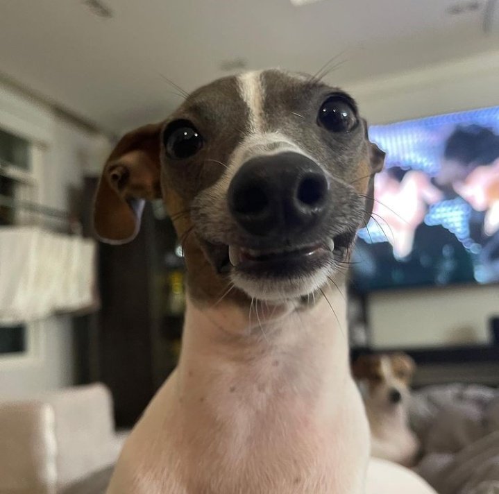 crypt0jaketh's tweet photo. O cachorrinho do irmão do jungkook sorrindo enquanto o BTS performa lá atrás é o puro meme. https://t.co/1KsL8Ezkwz
