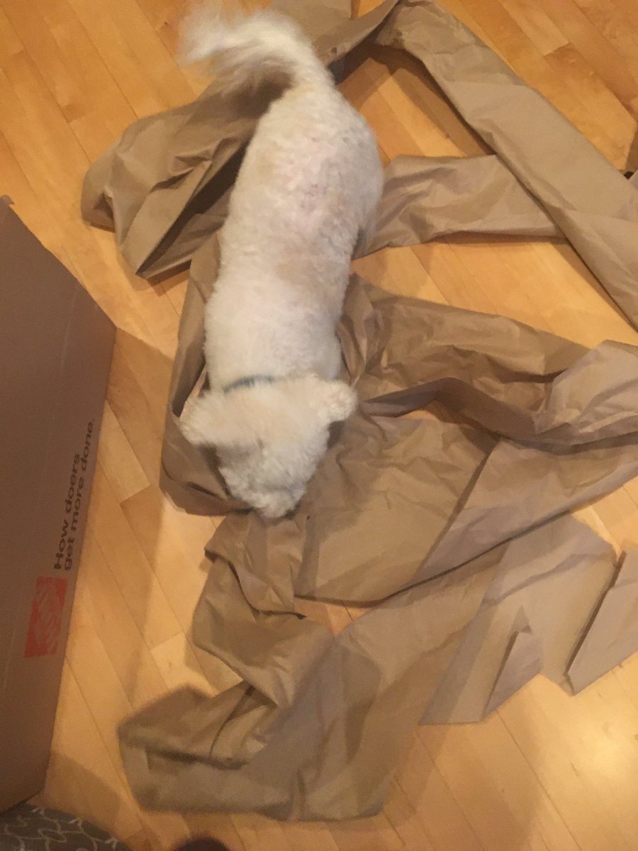Love a new parcel. The wrapping is the best!!! <a href="/hammonster/">Oscar Bichon</a> <a href="/WalshKim/">kim walsh</a> <a href="/jenny_bichon/">Jenny and Dolly</a> <a href="/WBichon/">Winky the bichon</a> <a href="/OtisBichon/">Otis Evans</a>