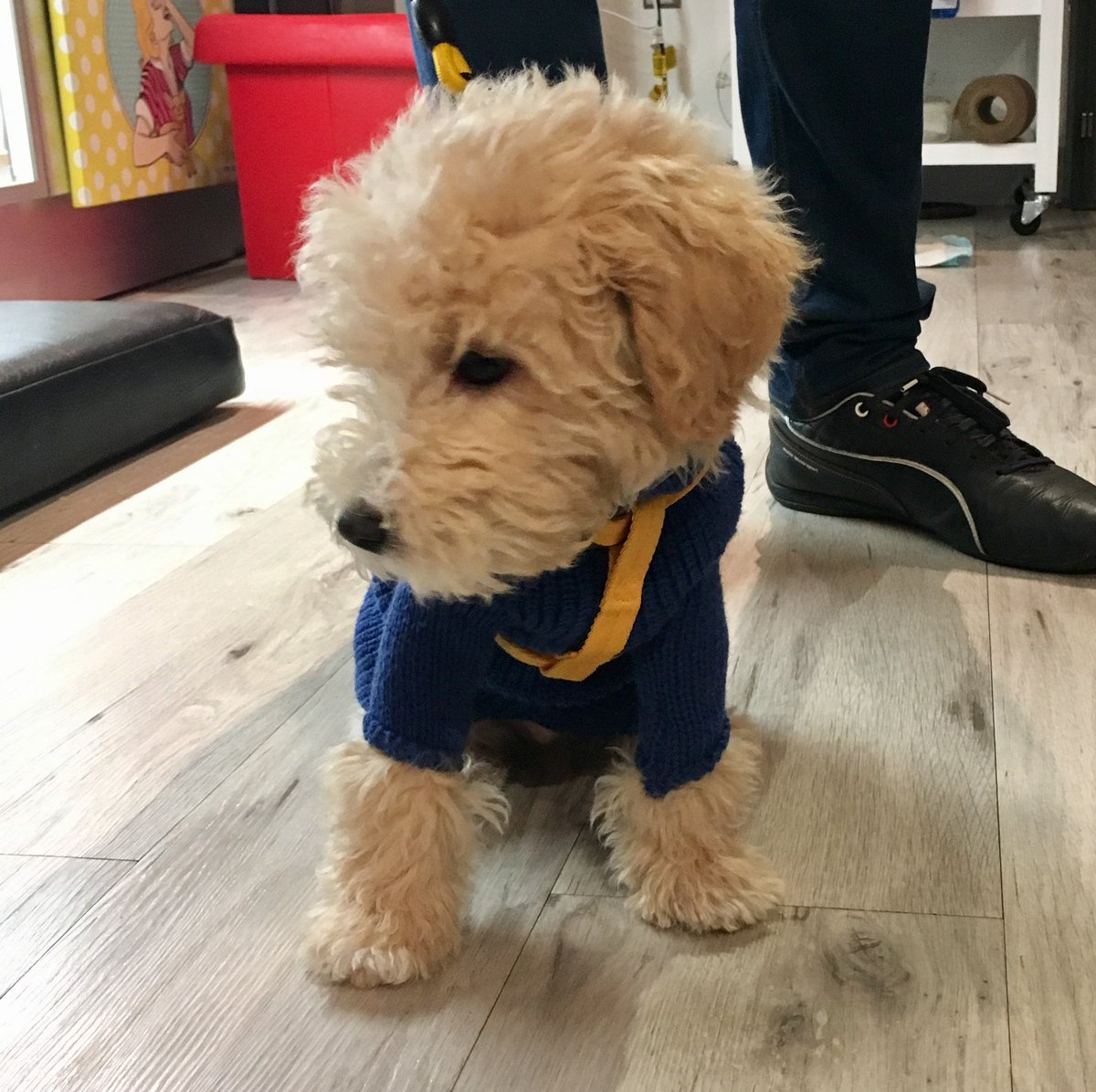 neopaws4pets's tweet photo. Scotty in his new Neo-Paws harness and sweater !

Shop online at https://t.co/xJ8aTdsxHV

#Neopaws #dogfashion #dogsweater #dogapparel #dogclothes #dogwear #dogaccessories #dogstyle #pawsomepets https://t.co/veJUcUid8H