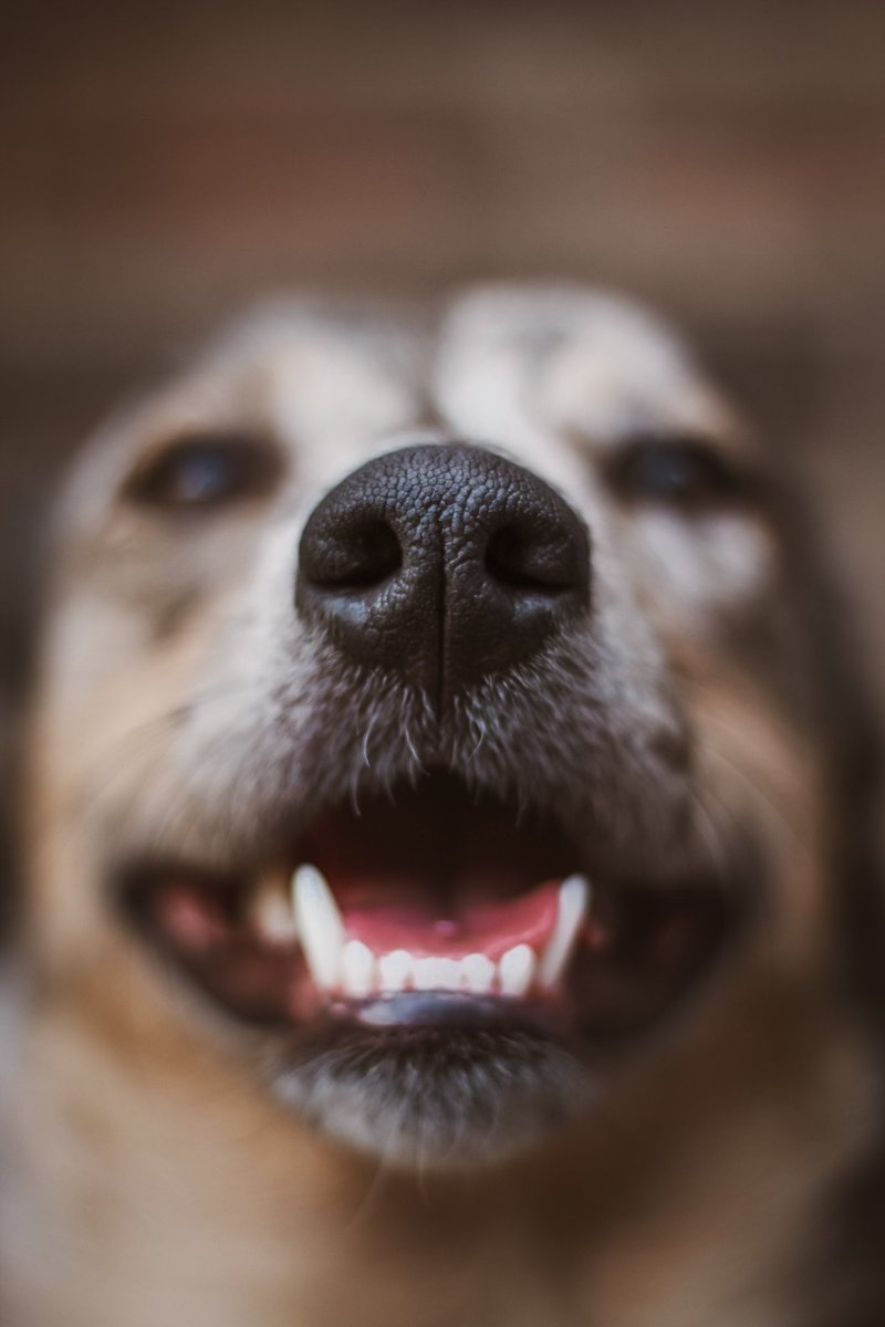 Will you boop the snoot?