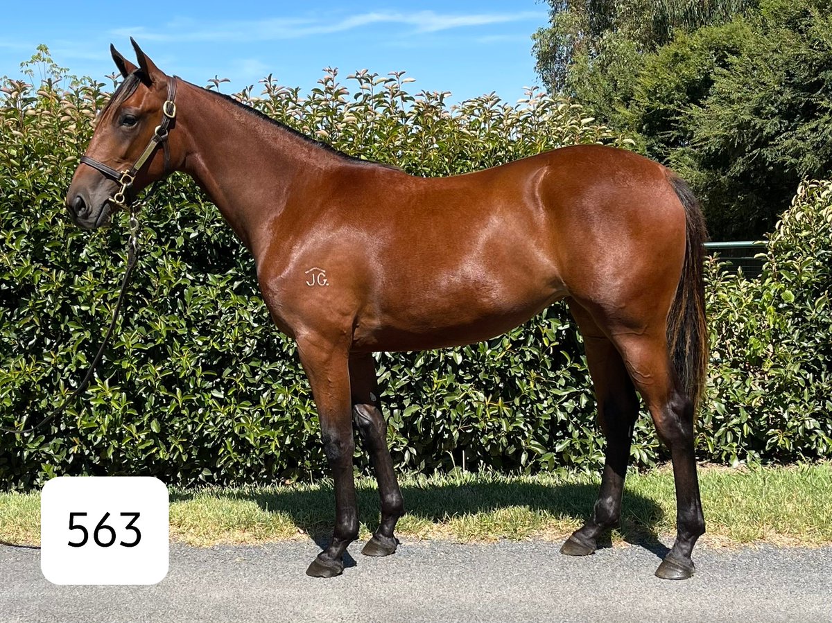 alex_tout's tweet photo. Last time @SuccessStud sold a filly from the Grace Robinson/Jasmarilla  family was Gr1 Winner Eye See Diamonds 💎 ...
Don't miss to your opportunity on March 6th @AustPacingGold Syd to secure one of these gem's 
#547 #563 https://t.co/pofv64r9pr