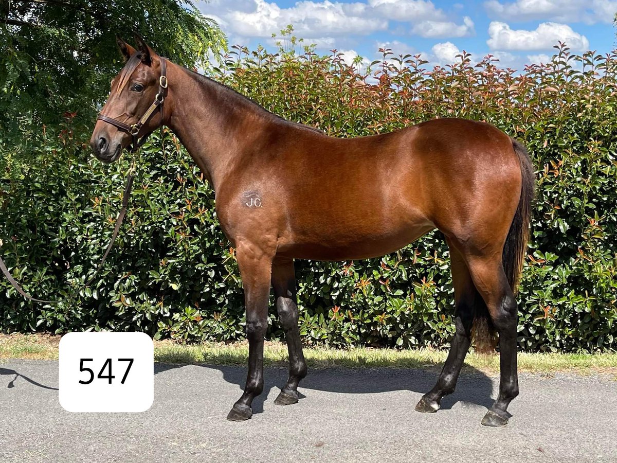 alex_tout's tweet photo. Last time @SuccessStud sold a filly from the Grace Robinson/Jasmarilla  family was Gr1 Winner Eye See Diamonds 💎 ...
Don't miss to your opportunity on March 6th @AustPacingGold Syd to secure one of these gem's 
#547 #563 https://t.co/pofv64r9pr