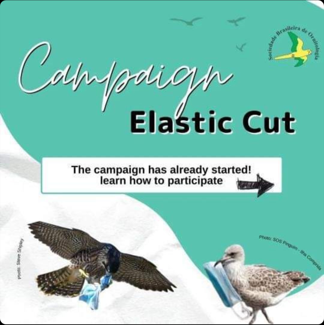 JonasRosoni_87's tweet photo. Hello, everyone! The Elastic Cut Campaign has already started. Come check out the information and how to participate!
Share the idea so no one is left out!
#COVID19 #birds #elasticcut #mask #ornithology #SBO https://t.co/XQrxnRDGid