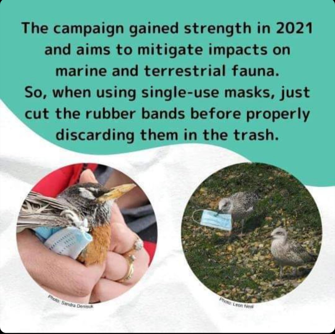 JonasRosoni_87's tweet photo. Hello, everyone! The Elastic Cut Campaign has already started. Come check out the information and how to participate!
Share the idea so no one is left out!
#COVID19 #birds #elasticcut #mask #ornithology #SBO https://t.co/XQrxnRDGid