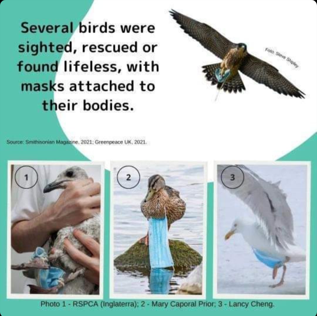 JonasRosoni_87's tweet photo. Hello, everyone! The Elastic Cut Campaign has already started. Come check out the information and how to participate!
Share the idea so no one is left out!
#COVID19 #birds #elasticcut #mask #ornithology #SBO https://t.co/XQrxnRDGid
