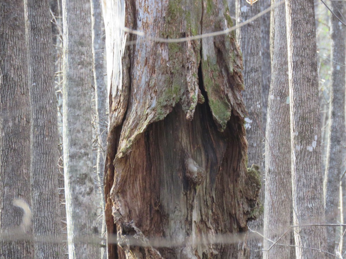 SCoutdoors's tweet photo. Congaree National Park. https://t.co/ZutvLnbn1g