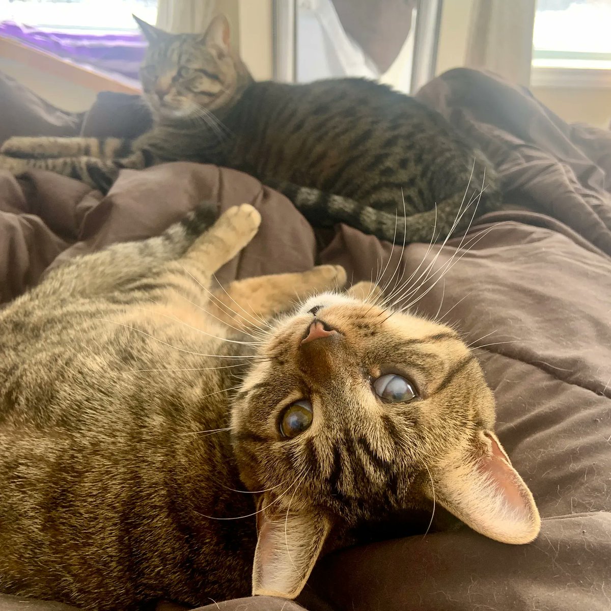 HappyPlaceGang's tweet photo. TABBY TWOSDAY -Two terrific Tabby cats! Two-day is 2/22/22. A Palindrome. Word or number same forward or backward just like Elvis & Me. Cute pals whichever way we face. Happy Twosday! #cutecats #catsoftwitter #tabbytuesday #twotwentytwotwentytwo #twofoldtabbytwogetherness
-Watson https://t.co/HeARXWNcrL