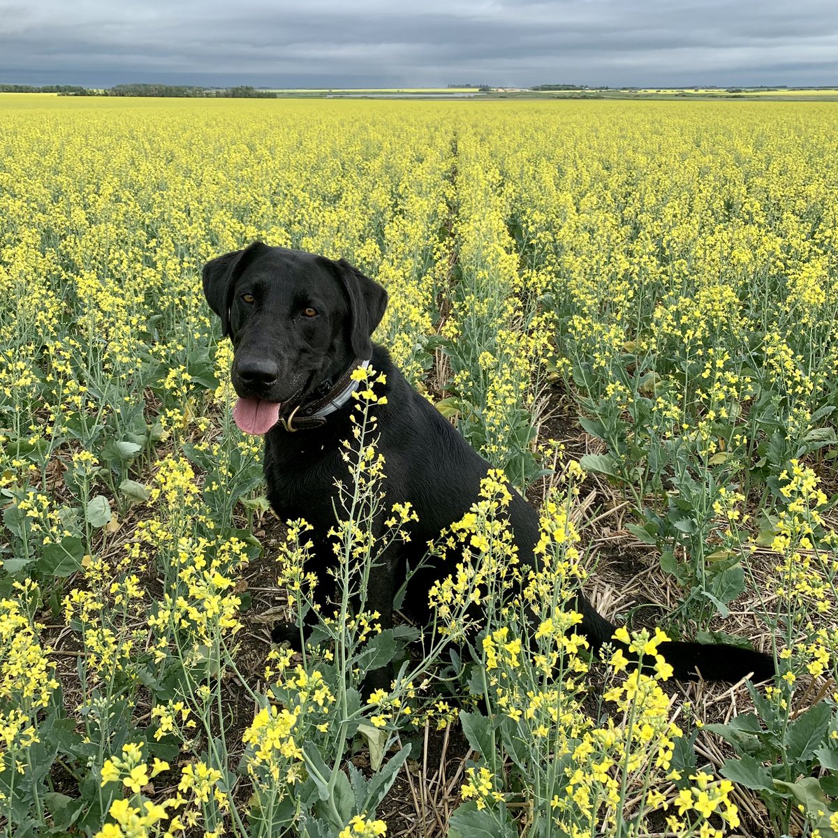 It wouldn’t be #CdnAgDay without posting a picture of Beau in a canola field ☀️